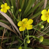 Ranunculus sagittifolius Hook.